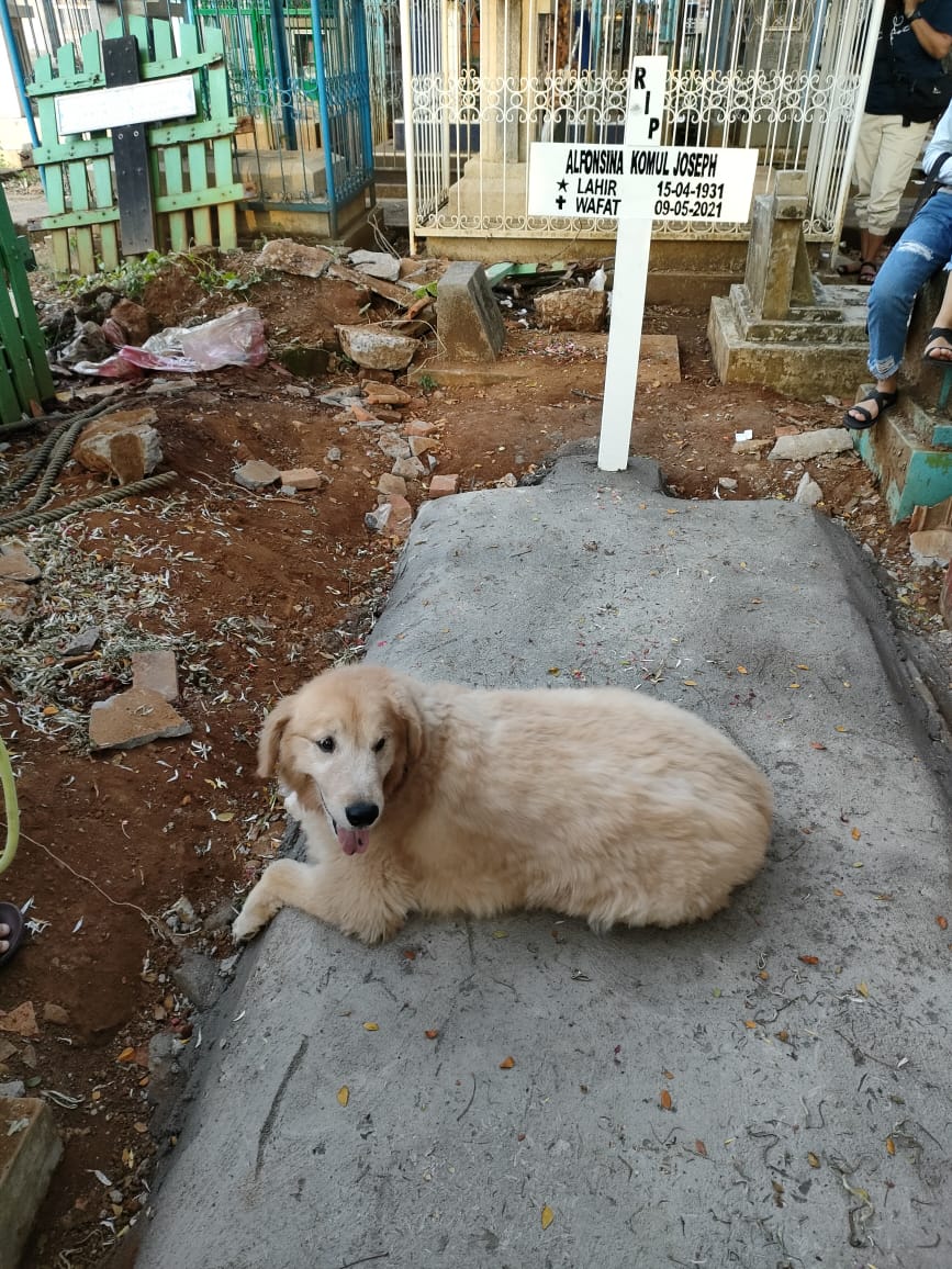 Hond van Oma Komul blijft op haar graf waken